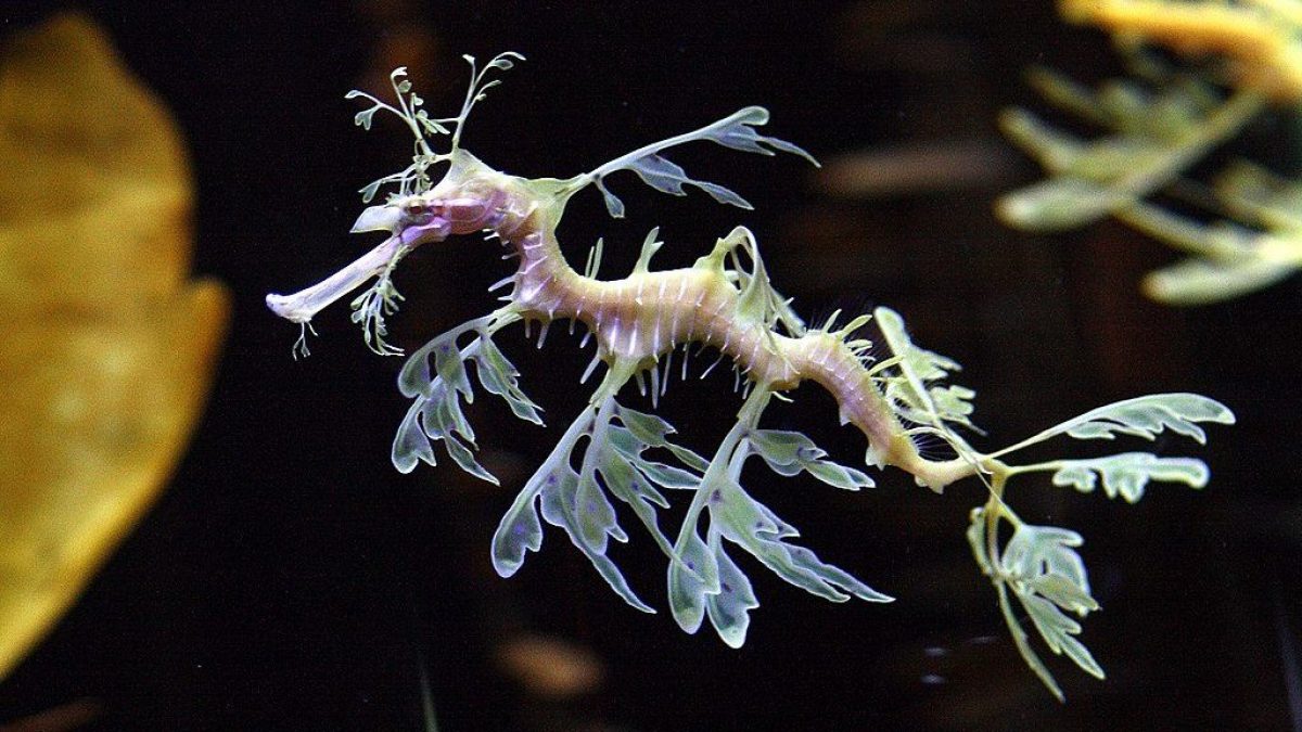 Les secrets des merveilleux dragons de mer révélés - c'est pourquoi ce sont des créatures si étranges 2 Dragon de feuille. Crédit : wikipédia