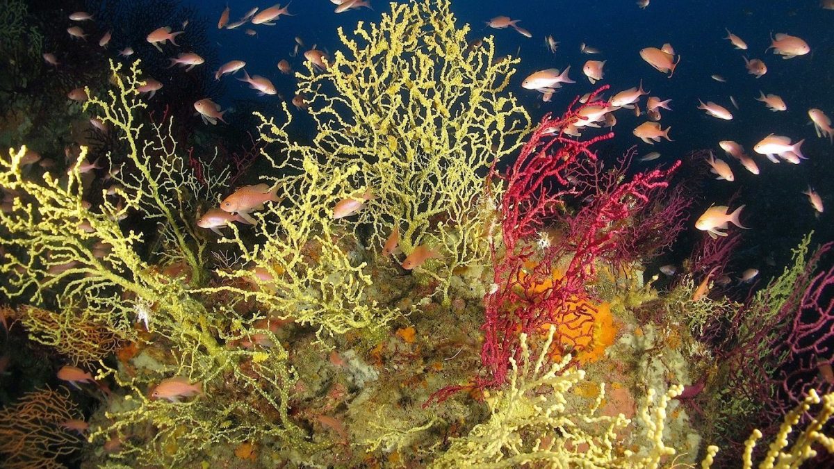Merveilleux "jardin secret" découvert dans les fonds marins d'Ischia : c'est un trésor de biodiversité 2 Crédit : Pietro Sorvino / Royaume de Neptune / Facebook