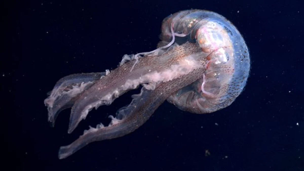 Que faire après une piqûre de méduse : les remèdes et ce qu'il faut éviter 2 Que faire apres une piqure de meduse les remedes