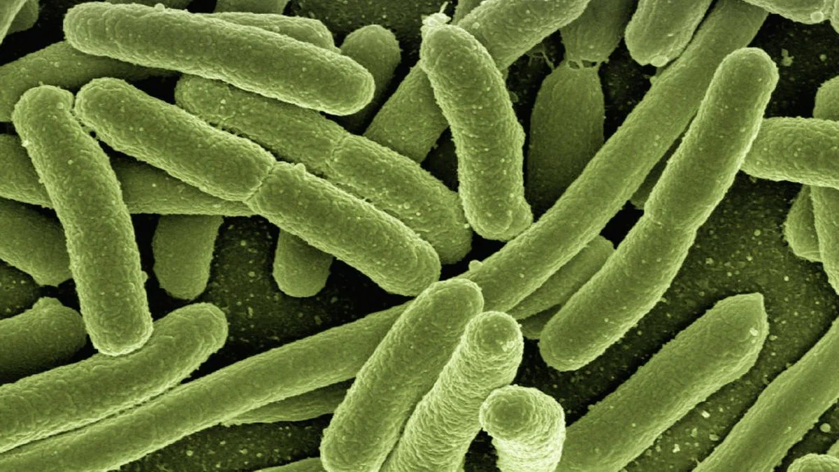Qu'est-ce qu'Escherichia coli: symptômes, complications et traitement de l'infection causée par la bactérie 2 Micrographie électronique à balayage d'Escherichia coli. Crédit : Laboratoires Rocky Mountain / NIAID / Pixabay