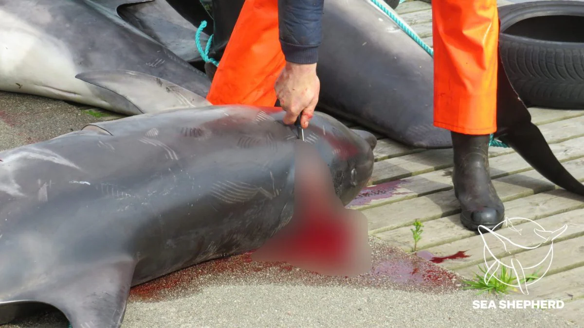 100 grands dauphins poignardés à mort aux îles Féroé : c'est le deuxième pire massacre de l'espèce 2 L'un des grands dauphins tués. Crédit : Sea Shepherd / Facebook