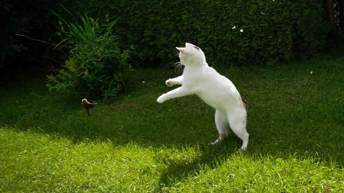 Pourquoi La Pologne A Déclaré Les Chats Une "espèce Exotique