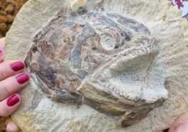 Magnifique Fossile De Poisson Du Jurassique Découvert Dans Un Champ