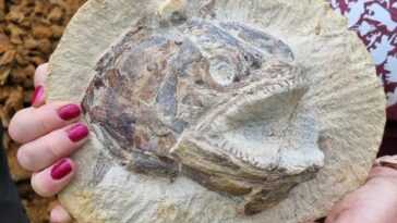 Magnifique fossile de poisson du Jurassique découvert dans un champ agricole : il semble sauter du rocher 16 Magnifique Fossile De Poisson Du Jurassique Découvert Dans Un Champ