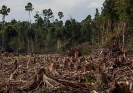 Les Forêts Ont Diminué De 60% Au Cours Des 60