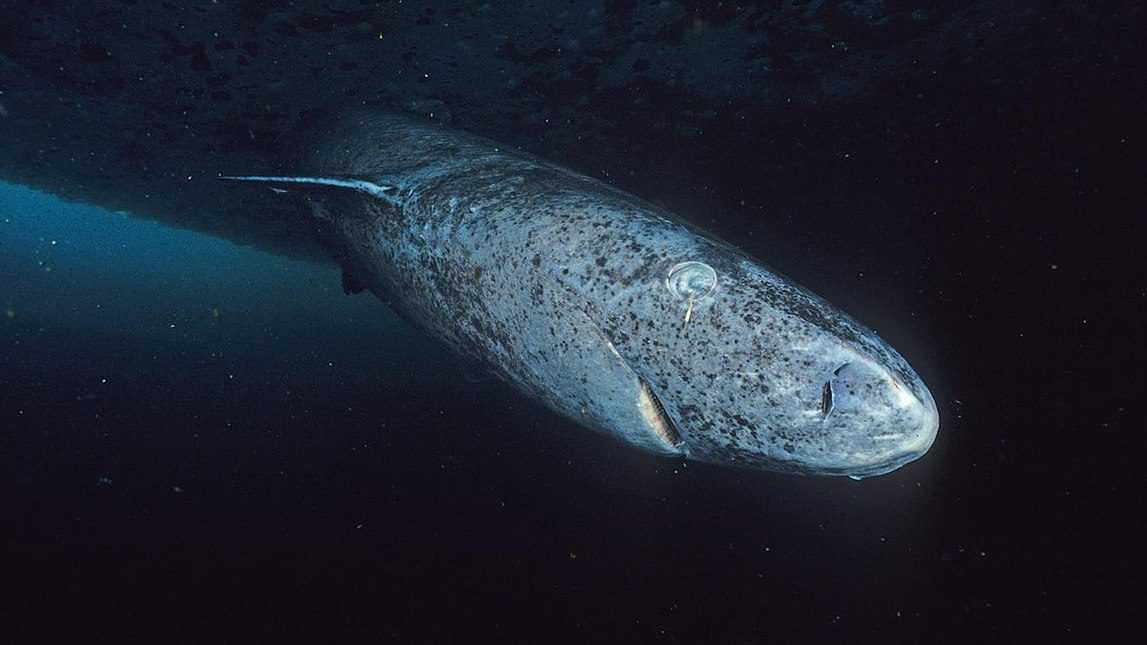 Un Requin Du Groenland Repéré Dans Les Caraïbes, à Des