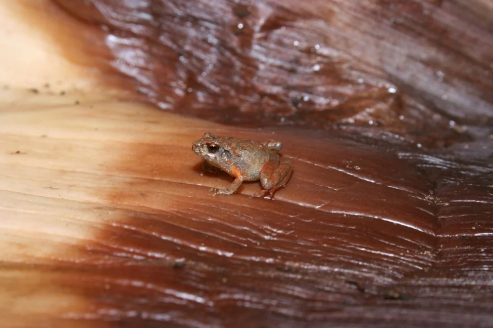 Craugastor cueyatl (cueyatl signifie 