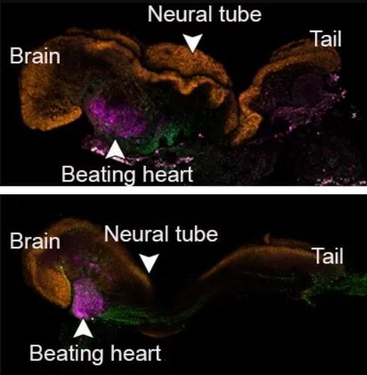 Les premiers embryons "synthétiques" au monde ont été créés : ils peuvent se développer dans des utérus artificiels 3 Jour 8 de la vie d'un embryon de souris : un modèle synthétique (en haut) et un embryon naturel (en bas) / Crédit : Weizmann Institute of Science