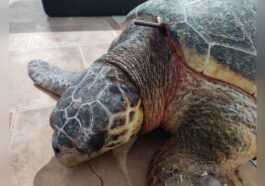 Tortue Marine Blessée Dans Les Pouilles Avec Une Arbalète :