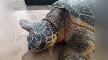 Tortue marine blessée dans les Pouilles avec une arbalète : la hampe coincée entre le cou et la carapace 24 Tortue Marine Blessée Dans Les Pouilles Avec Une Arbalète :