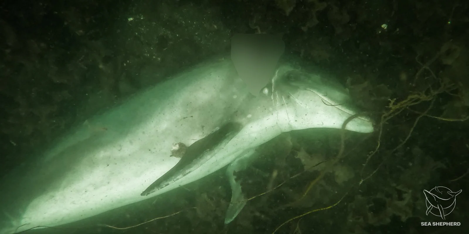 100 grands dauphins poignardés à mort aux îles Féroé : c'est le deuxième pire massacre de l'espèce 3 Un autre grand dauphin tué laissé au fond de la baie. Crédit : Sea Shepherd / Facebook