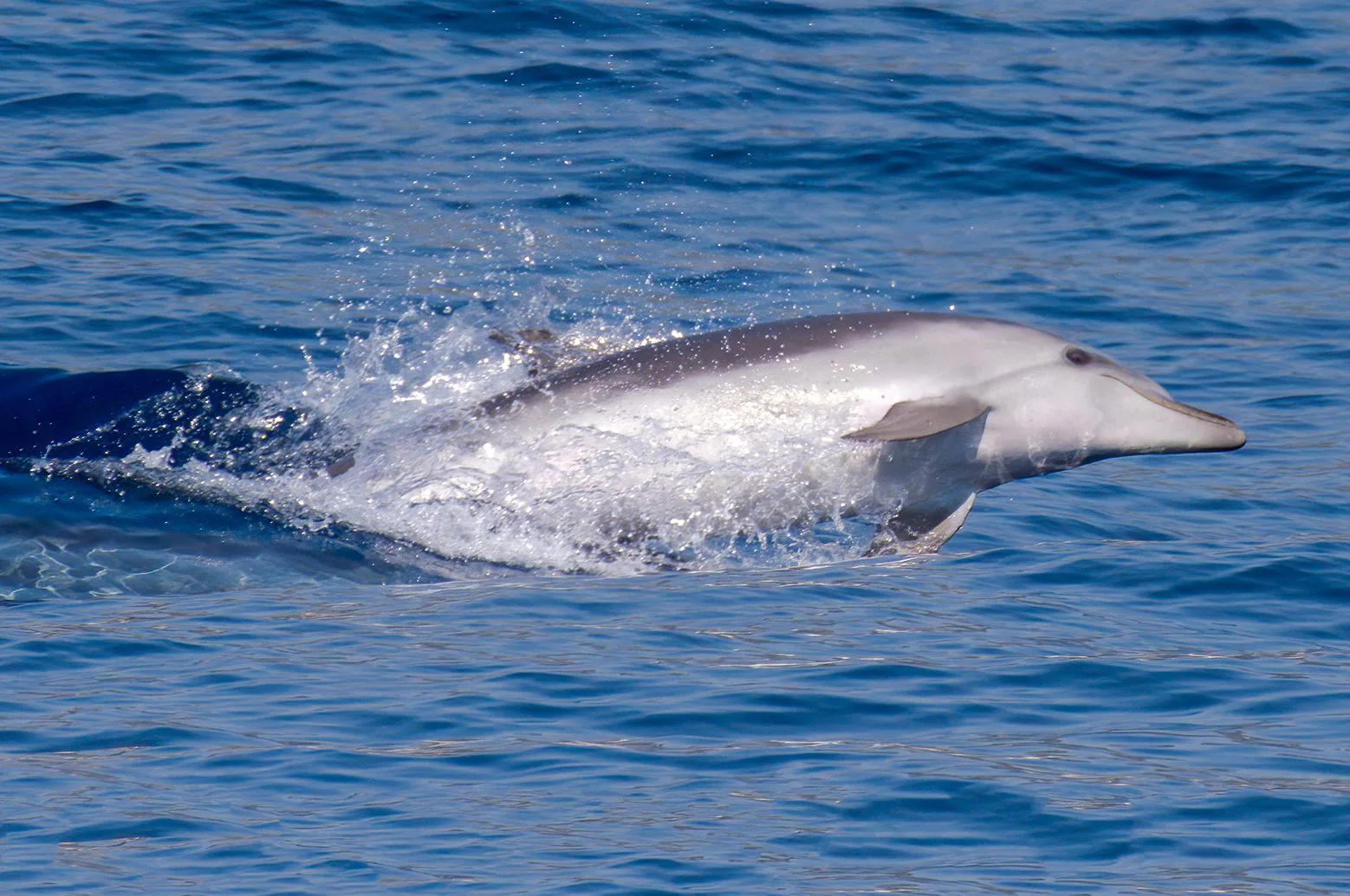 100 grands dauphins poignardés à mort aux îles Féroé : c'est le deuxième pire massacre de l'espèce 4 Un spécimen de grand dauphin dans la mer Ligure. Crédit : Andrea Centini