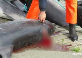 100 Grands Dauphins Poignardés à Mort Aux îles Féroé :