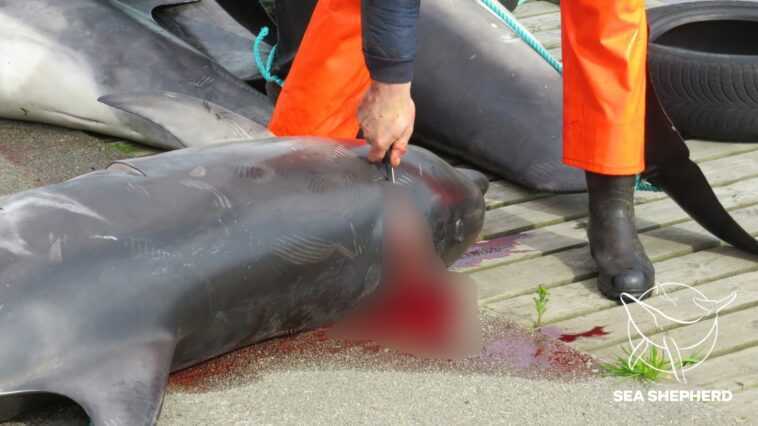100 grands dauphins poignardés à mort aux îles Féroé : c'est le deuxième pire massacre de l'espèce 1 100 Grands Dauphins Poignardés à Mort Aux îles Féroé :