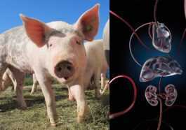 Le Rythme Cardiaque, La Circulation Et Les Fonctions Vitales Sont