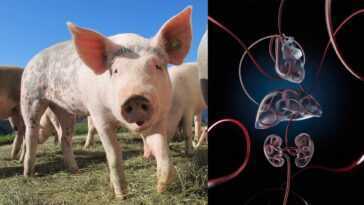 Le rythme cardiaque, la circulation et les fonctions vitales sont restaurés dans les organes des porcs morts depuis une heure 20 Le Rythme Cardiaque, La Circulation Et Les Fonctions Vitales Sont