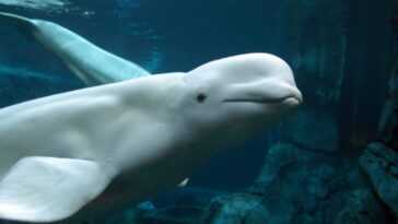 Que sait-on du béluga coincé dans la Seine et de la course pour sauver la baleine arctique 18 Que Sait On Du Béluga Coincé Dans La Seine Et De