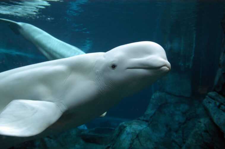 Que sait-on du béluga coincé dans la Seine et de la course pour sauver la baleine arctique 1 Que Sait On Du Béluga Coincé Dans La Seine Et De