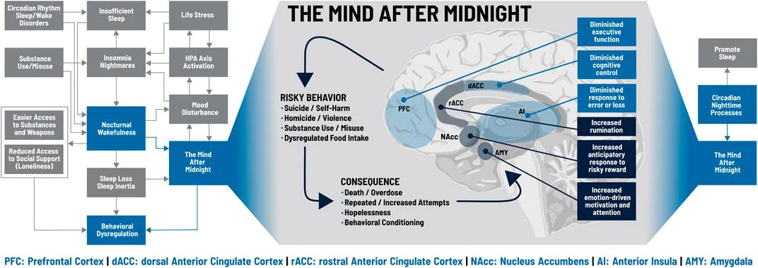 Notre cerveau n'est pas fait pour rester éveillé après minuit 3 The Mind After Midnight : les cases bleues indiquent les processus clés / Frontiers in Network Psychology
