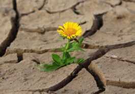 Appel Pour Le Climat, Ce Qui Est écrit Dans La