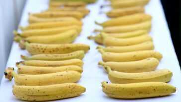 Que se passe-t-il si vous mangez de la peau de banane ou si vous l'utilisez comme ingrédient dans la cuisine 6 Que Se Passe T Il Si Vous Mangez De La Peau De