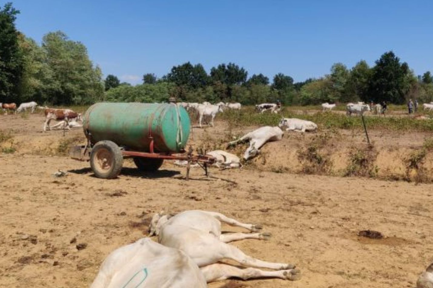 Qu'est-ce que la durrina du sorgho qui a tué 50 vaches dans le Piémont 3 Animaux morts immédiatement après le pâturage / IZSPLV