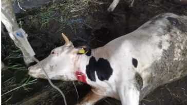 Qu'est-ce que la durrina du sorgho qui a tué 50 vaches dans le Piémont 5 Qu'est Ce Que La Durrina Du Sorgho Qui A Tué 50