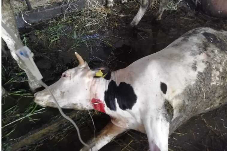Qu'est-ce que la durrina du sorgho qui a tué 50 vaches dans le Piémont 1 Qu'est Ce Que La Durrina Du Sorgho Qui A Tué 50