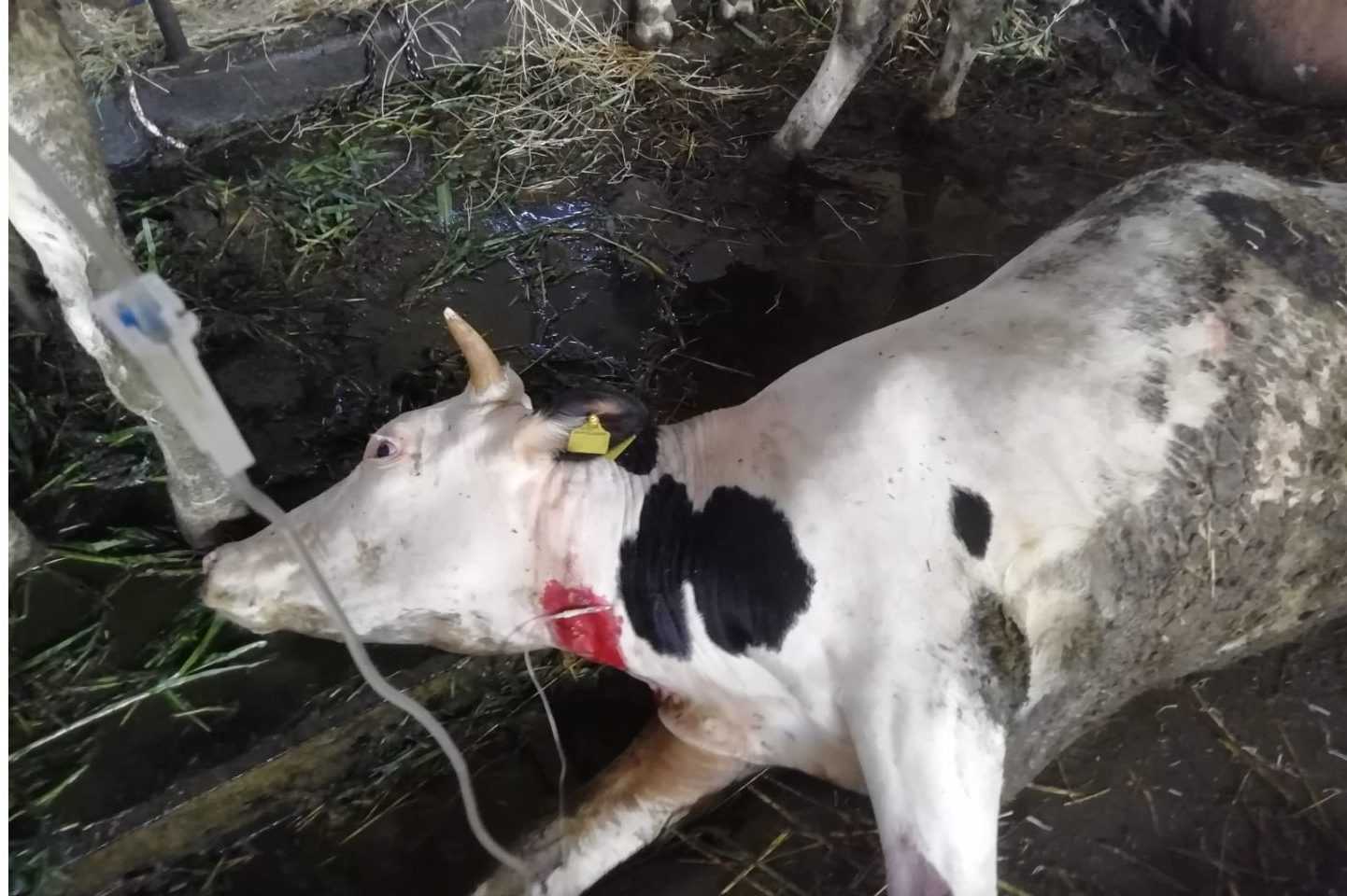 Qu'est Ce Que La Durrina Du Sorgho Qui A Tué 50