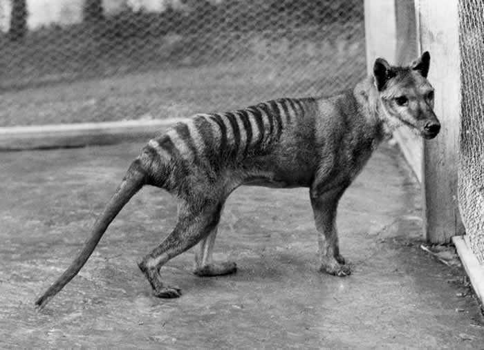 Des scientifiques sont sur le point de faire revivre un animal disparu depuis des décennies 1 Des Scientifiques Sont Sur Le Point De Faire Revivre Un