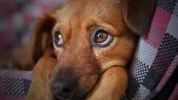 Les chiens pleurent de joie en revoyant leur maître 14 Les Chiens Pleurent De Joie En Revoyant Leur Maître