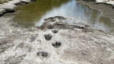 La sécheresse renvoie des traces de dinosaures d'il y a 113 millions d'années 9 La Sécheresse Renvoie Des Traces De Dinosaures D'il Y A