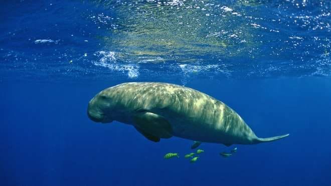 Adieu aux « vaches marines » en Chine : les experts déclarent le dugong fonctionnellement éteint 4 Crédit : Patrick Louisy / ZSL