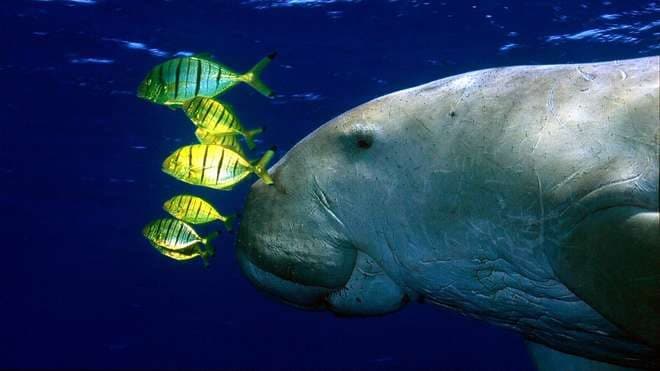 Adieu aux « vaches marines » en Chine : les experts déclarent le dugong fonctionnellement éteint 3 Crédit : Patrick Louisy / ZSL