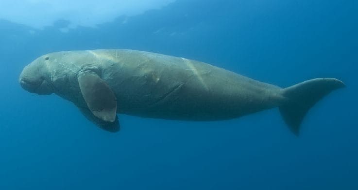 Adieu aux « vaches marines » en Chine : les experts déclarent le dugong fonctionnellement éteint 5 Crédit : wikipédia
