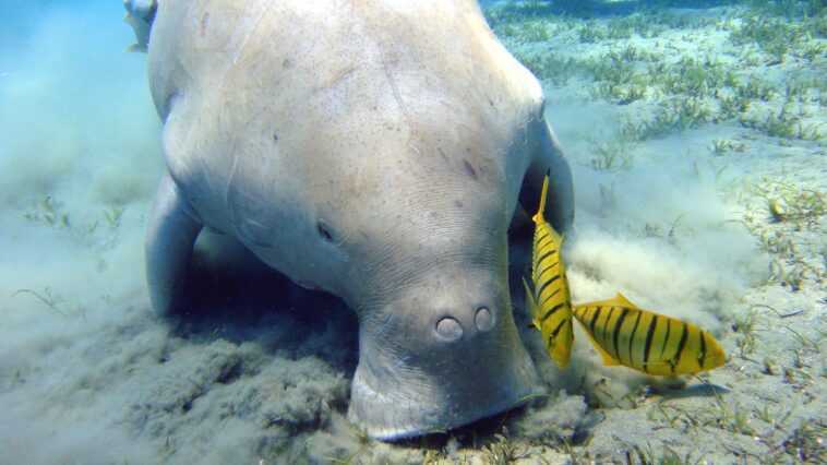 Adieu aux « vaches marines » en Chine : les experts déclarent le dugong fonctionnellement éteint 1 Adieu Aux « Vaches Marines » En Chine : Les