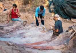 Les Restes D'un Dinosaure Colossal Ont émergé De La Cour