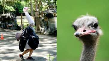 Il se déguise en autruche pour simuler une évasion du zoo : exercice grisant en Thaïlande 25 Il Se Déguise En Autruche Pour Simuler Une évasion Du