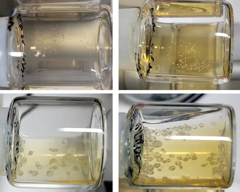 Embryons synthétiques de souris cultivés dans des flacons par le groupe de recherche du professeur Jacob Hanna / Crédit : Tarazi et al.  Cellule