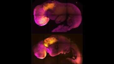 Un nouvel embryon de souris "synthétique" au cœur battant ouvre la voie au premier embryon humain 13 Un Nouvel Embryon De Souris "synthétique" Au Cœur Battant Ouvre