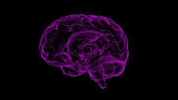 Cette caractéristique rend le cerveau humain différent de celui de tous les autres animaux 18 Cette Caractéristique Rend Le Cerveau Humain Différent De Celui De