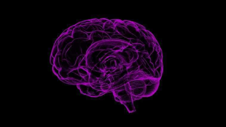 Cette caractéristique rend le cerveau humain différent de celui de tous les autres animaux 1 Cette Caractéristique Rend Le Cerveau Humain Différent De Celui De