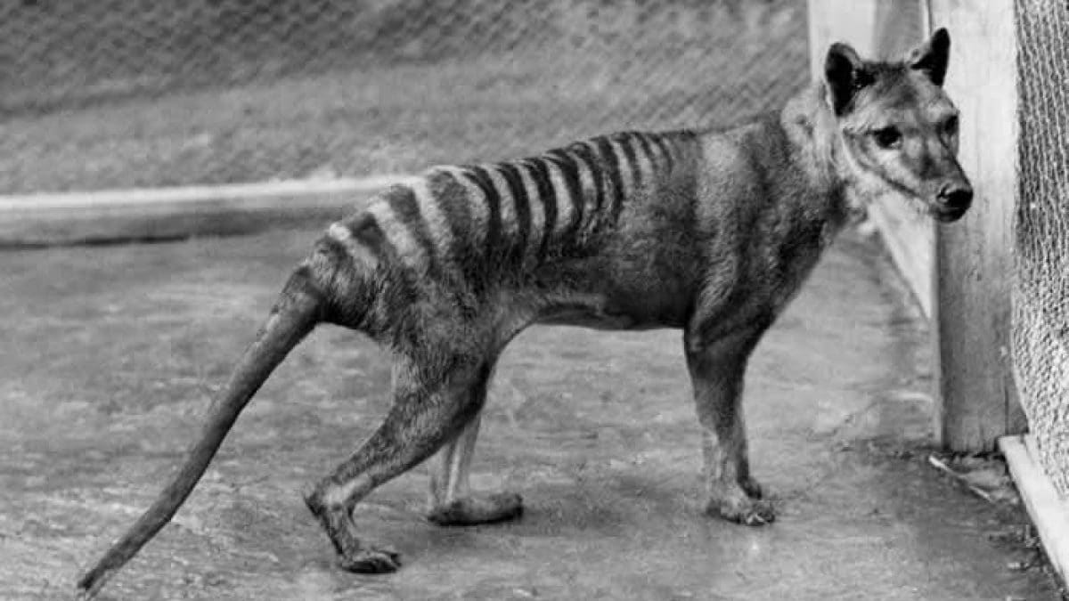 Des scientifiques sont sur le point de faire revivre un animal disparu depuis des décennies 2 Benjamin, le dernier thylacine / biotechnologyonline.gov.au