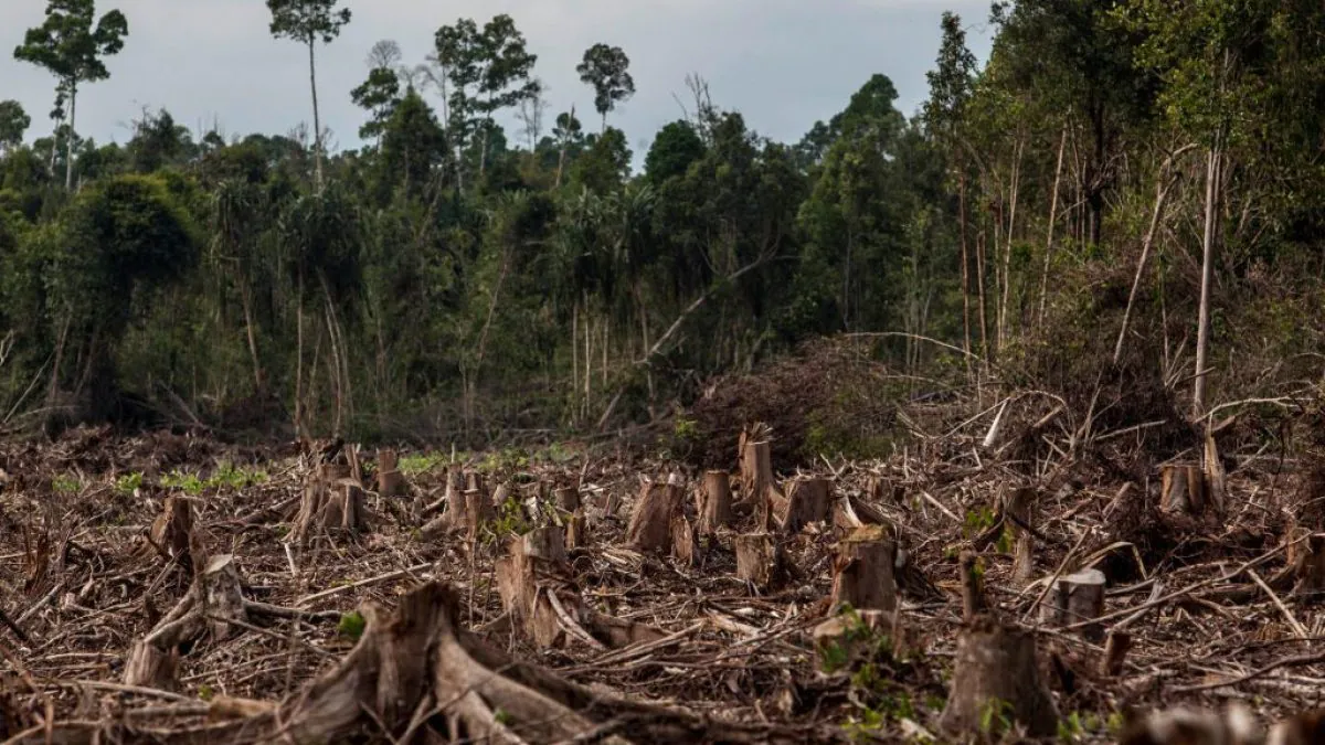Les forêts ont diminué de 60% au cours des 60 dernières années, maintenant nous n'avons qu'un demi-hectare par personne 2 Les forets ont diminue de 60 au cours des 60