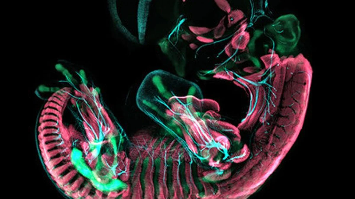 Les oiseaux ressemblent beaucoup plus à des dinosaures qu'on ne le pensait 2 Embryon de perruche imagé par microscopie confocale à balayage laser. Le squelette est en vert, les nerfs en bleu clair et les muscles en rouge. Le bassin de cet oiseau embryonnaire ressemble à celui des premiers dinosaures comme le Velociraptor / Crédit : Christopher Griffin et al. Université de Yale