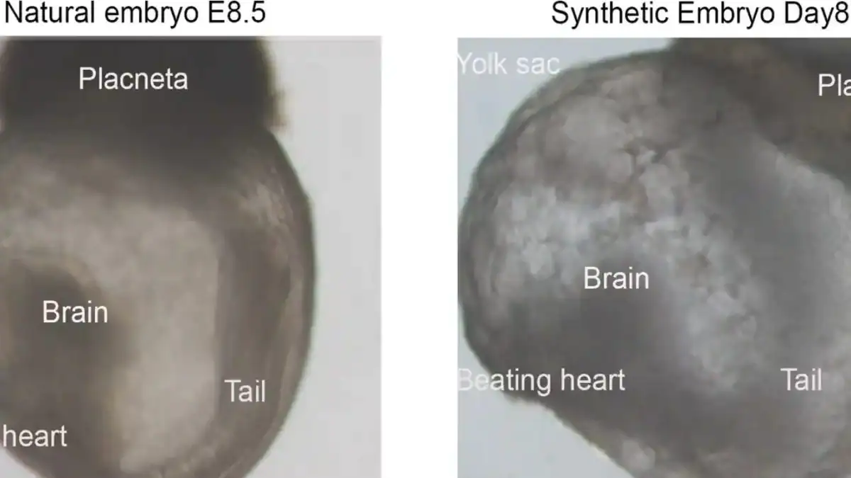Les premiers embryons "synthétiques" au monde ont été créés : ils peuvent se développer dans des utérus artificiels 2 Un embryon naturel (à gauche) et un embryon synthétique de souris (à droite) / Crédit : Weizmann Institute of Science
