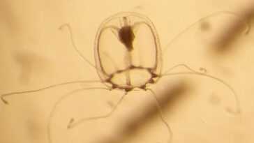 Les secrets génétiques de la méduse immortelle révélés : pour qu'elle puisse rajeunir dès le stade adulte 8 Les Secrets Génétiques De La Méduse Immortelle Révélés : Pour