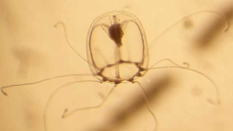 Les secrets génétiques de la méduse immortelle révélés : pour qu'elle puisse rajeunir dès le stade adulte 1 Les Secrets Génétiques De La Méduse Immortelle Révélés : Pour