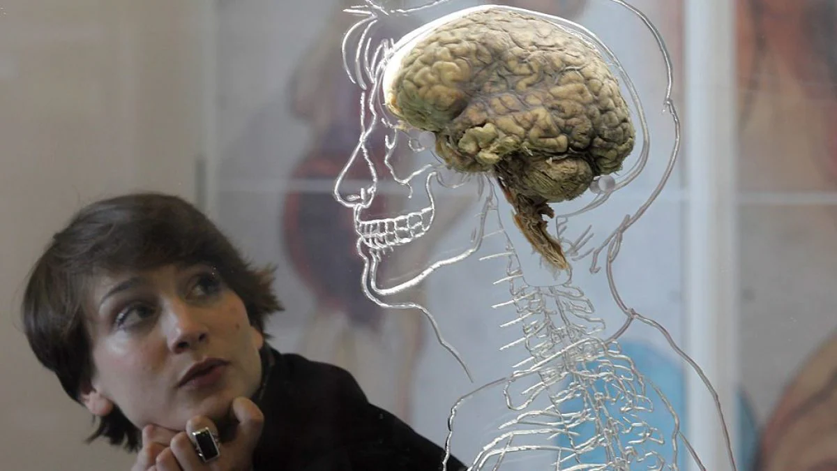Notre cerveau n'est pas fait pour rester éveillé après minuit 2 Notre cerveau nest pas fait pour rester eveille apres minuit