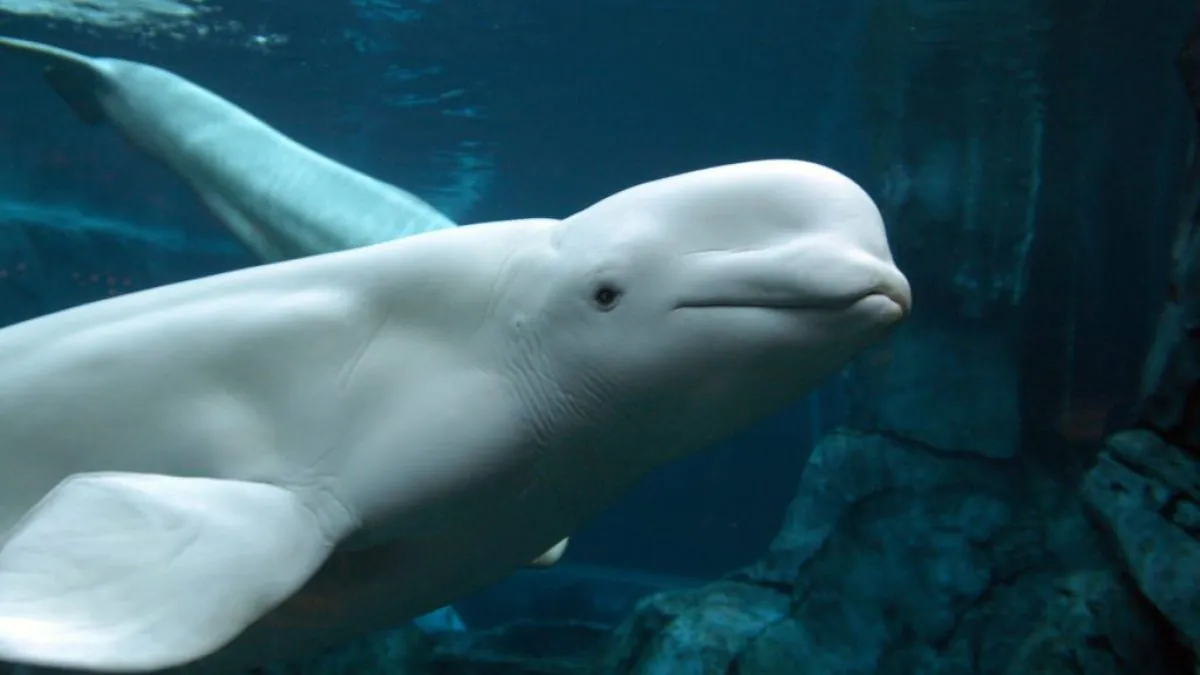 Que sait-on du béluga coincé dans la Seine et de la course pour sauver la baleine arctique 2 Un béluga, aussi appelé baleine blanche, est un mammifère marin qui vit habituellement dans les eaux arctiques